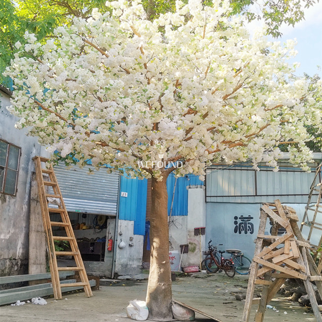 4meters cherry blossom tree