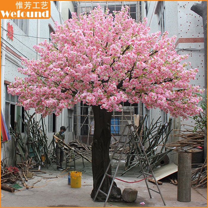 large outdoor cherry blossom tree
